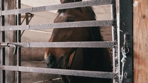Close Up of Bay Horse Peering Through Bars Inside Rustic Barn Stall Stock Footage 339072862