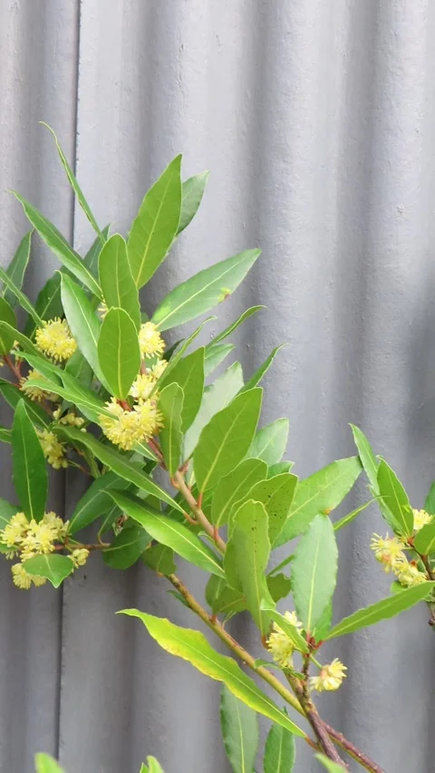 Close-Up of a Bay Leaf Plant in Bloom 4K Vertical Video 스톡 동영상 332156231