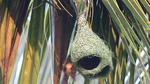 Close up Baya Weaver Nesting Stock Footage 56227407