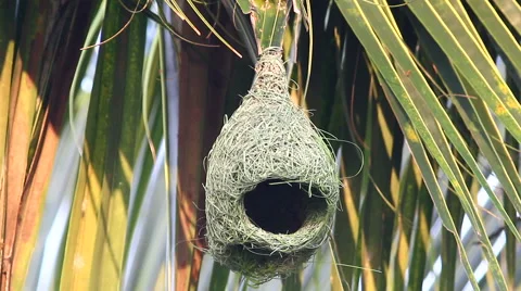 Close up Baya Weaver Nesting  Stock Footage 56232975