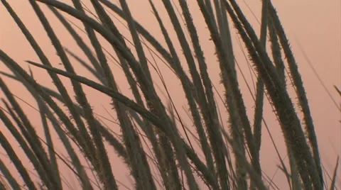 Close up of beach grass against the evening sky Stock Footage 7762818