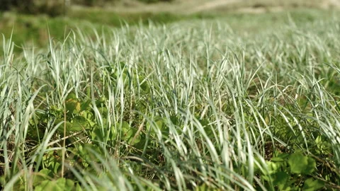 CLOSE UP OF  BEACH GRASS BLOWING IN THE WIND SLOWED TO 50 PERCENT 스톡 동영상 169324974