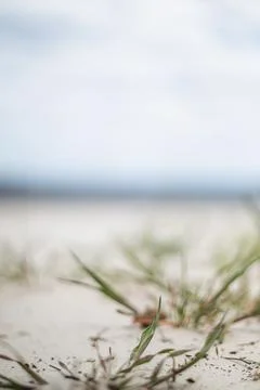 Close up on beach grass growing in sand with soft sky nature close up macro. Stock Photos
