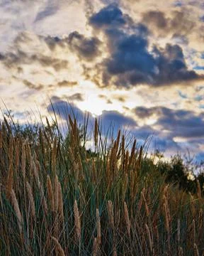  Close-up of beach grass under a dramatic sky with clouds and sunshine in the Foto stock