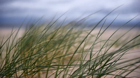 Close up beach plants at the sea shore moving by the wind. Nature concept. Stock Footage 201341894