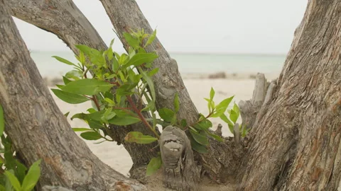 Close-up of beach tree with green leaves Video stock 334328471