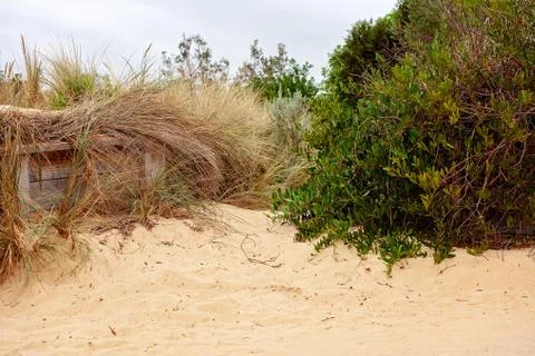 Close Up Of Beach Vegetation Stock Photos