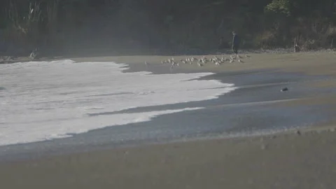 Close-up of beach with waves and birds middle ground, San Francisco Stock Footage 333194174