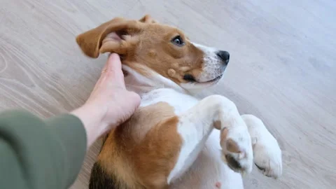 Close up of beagle dog and hands of woman touching and massaging on its head Stock Footage 170360073