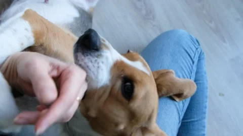 Close up of beagle dog and hands of woman touching and playing with its head Stock Footage 170755932