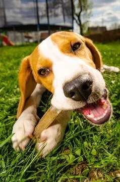 Close-up of Beagle Dog Eating Bone Outside in garden on a grass. Stock Photos