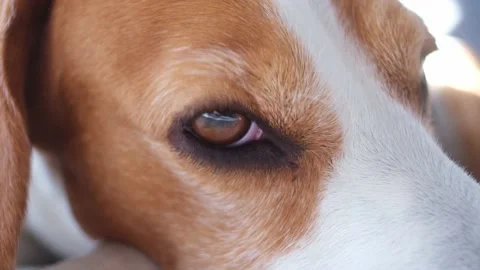 Close up the beagle dog eye is sleeping Stock Footage 149878471