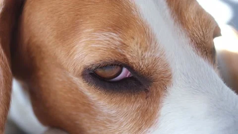 Close up the beagle dog eye is sleeping Stock Footage 149879794