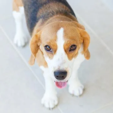 Close up beagle dog Stock Photos