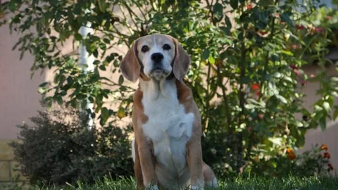 Close-up of a beagle dog quickly standing up and looking intently. Video stock 256166935