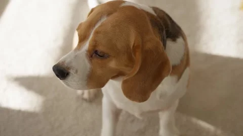 Close-up of a Beagle dog sitting looking around and waiting for the order. 스톡 동영상 270535232