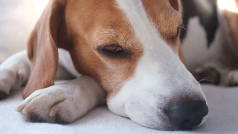 Close up the beagle dog is sleeping Stock Footage 147355723