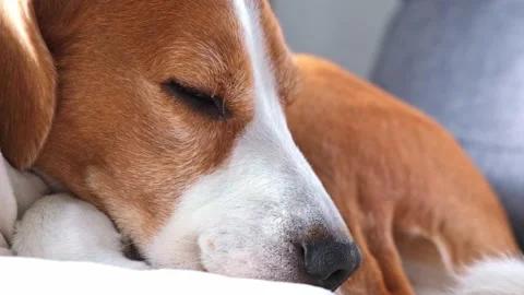 Close up the beagle dog is sleeping Stock Footage 147356268