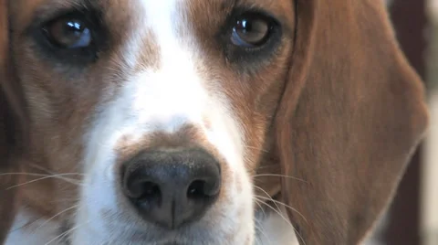 Close Up Beagle Face 库存影片 38582918