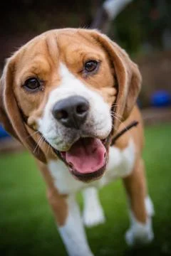 Close up of beagle looking at camera Foto stock