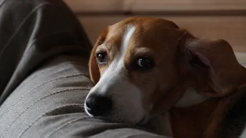 Close-up of beagle lying down on sofa. Stock Footage 136660903