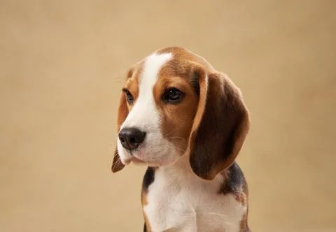 Close-up of beagle puppy head in soft studio lighting Stock Photos