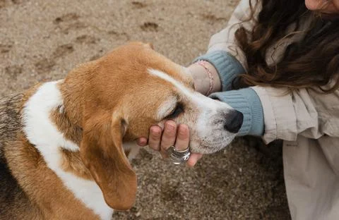 Close-up of a beagle's face held gently by its owner. Stock Photos