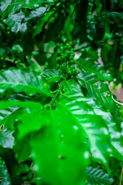Close up bean coffee on tree in nature Fotos Stock