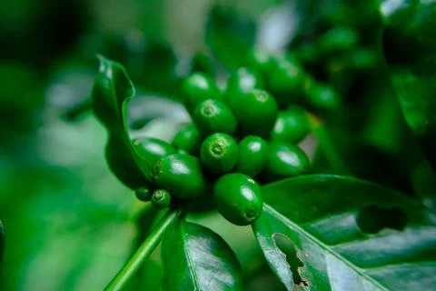 Close up bean coffee on tree in nature Stock Photos