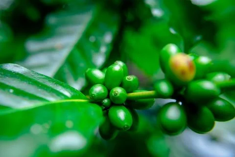 Close up bean coffee on tree in nature 스톡 사진