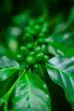 Close up bean coffee on tree in nature Fotos Stock