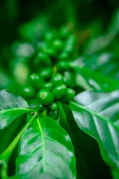 Close up bean coffee on tree in nature Fotos Stock