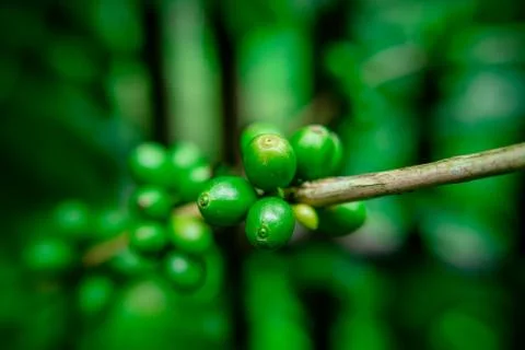 Close up bean coffee on tree in nature Fotos Stock