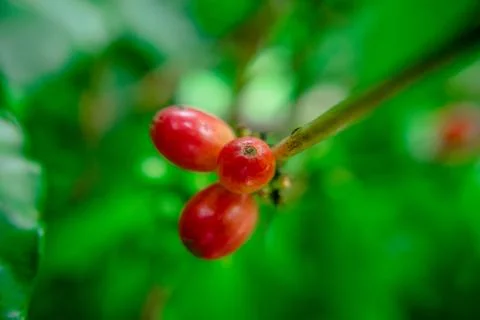 Close up bean coffee on tree in nature 写真素材