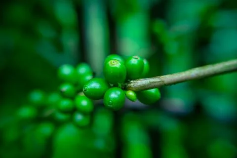 Close up bean coffee on tree in nature 写真素材