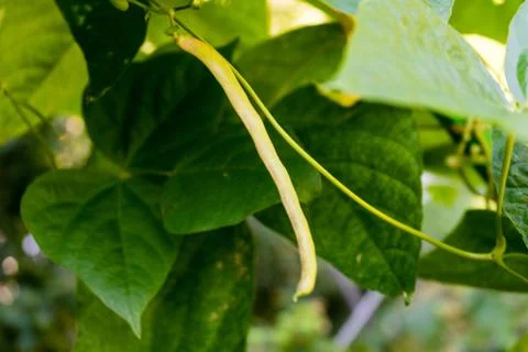 Close up of a bean on plant Stock Photos