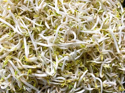 Close-up of Bean sprouts background Stock Photos