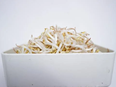 Close up, bean sprouts in a container Stock Photos