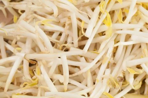 Close up of Bean Sprouts Stock Photos
