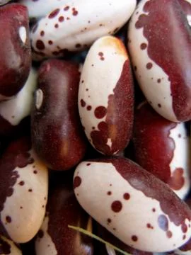 Close up of beans Stock Photos