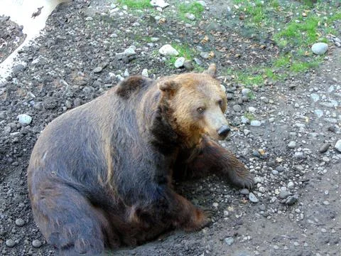 Close up of a bear - animal 写真素材