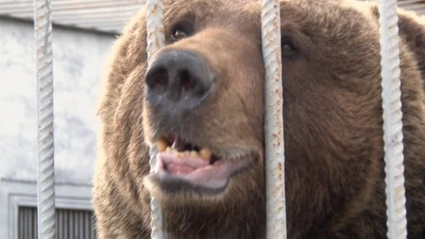 Close up the bear in the cage 스톡 동영상 128280786