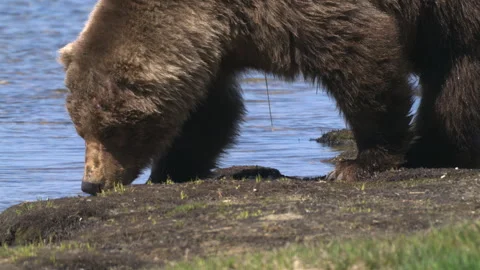 A close-up of the bear can be seen entering the lake and drinking the water. Stock Footage 310219006