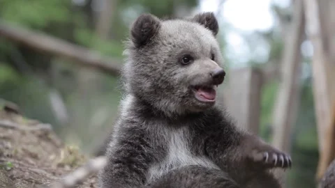 Close-up of bear cub sitting and playing Vídeos de archivo 254397272