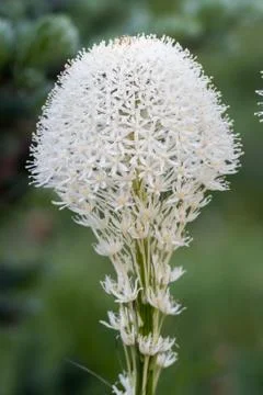 Close up on Bear Grass 库存照片