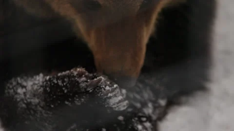 Close up bear licking his foot Stock Footage 24159038
