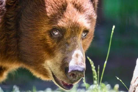 Close up of bear Stock Photos