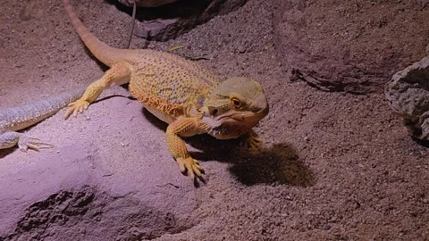 Close up of a bearded dragon Stock Footage 269549378