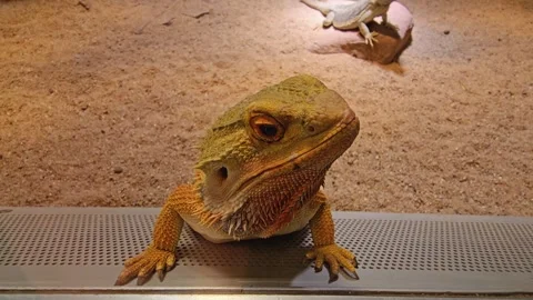 Close up of a bearded dragon Stock Footage 269549517