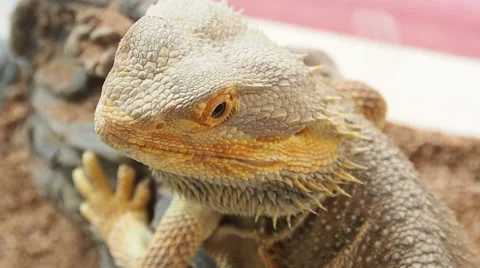 Close up a Bearded Dragon head. Stock Footage 49766485